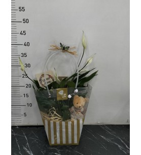Çantada Ayıcıklı Spatifilyum Çiçeği